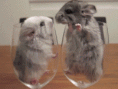 /album/galleria-foto-homepage4/bacioni-a-tutti-topini-si-baciano-marina-gif/